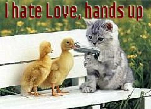 funny.pic.
