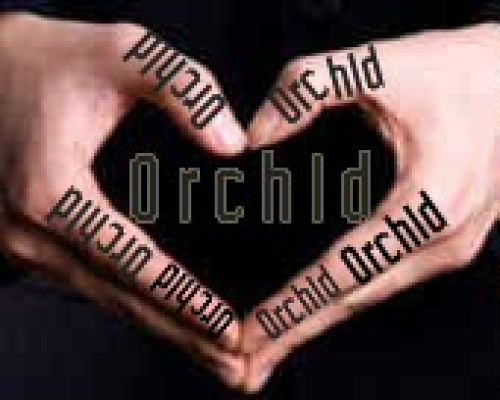 Orchid