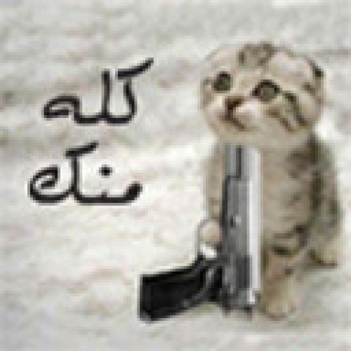 My cat