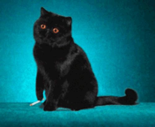 Smocking cat