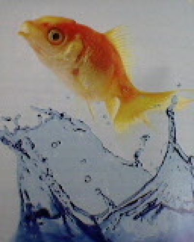 Goldfish.