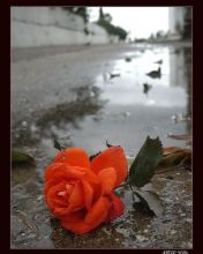 Rose..