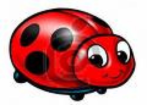 Ladybug