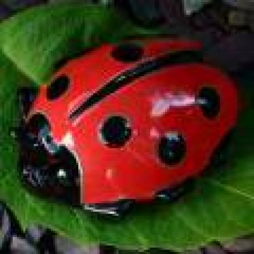 Ladybug