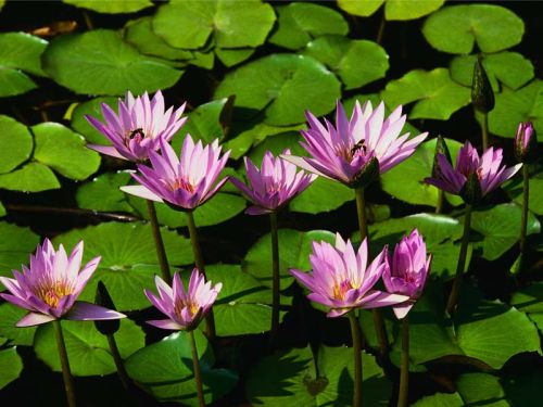 waterlilly