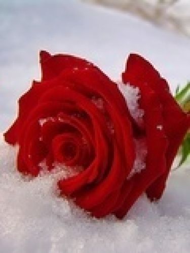 Ice Rose