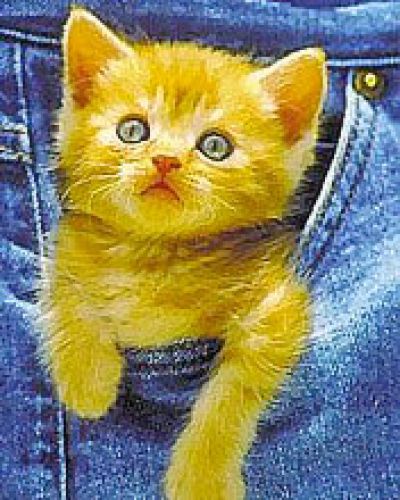 Poket cat