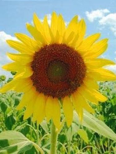 Sunrose