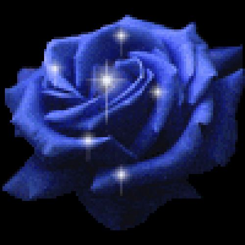 blue rose