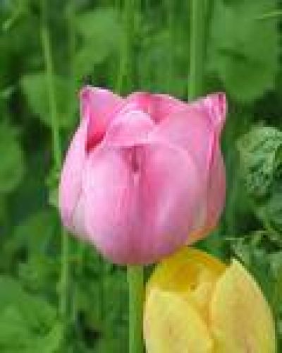 Tulip