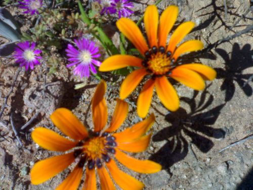 Blommetjie