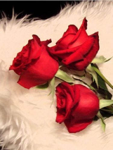 My fav flower