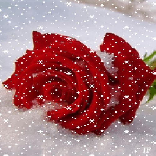 Rosey