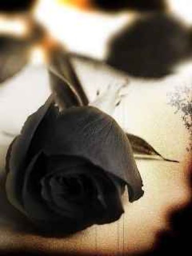 Black rose