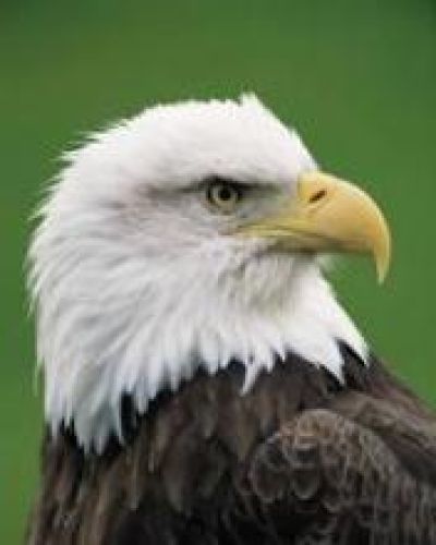 American Eagle