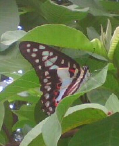 Butterfly