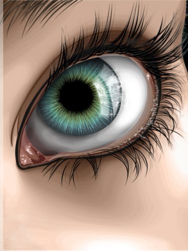 The eye