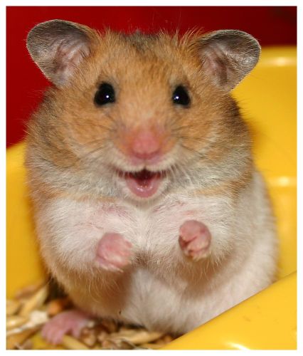 Hamster =)