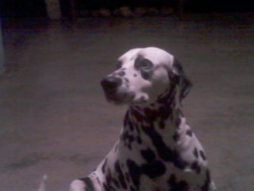 MI AMIGO " PINTO"