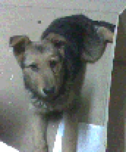 My dog
