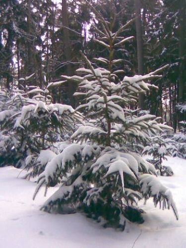 Winter view