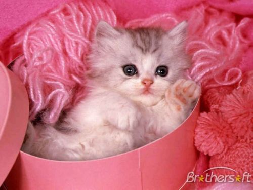 cute cat