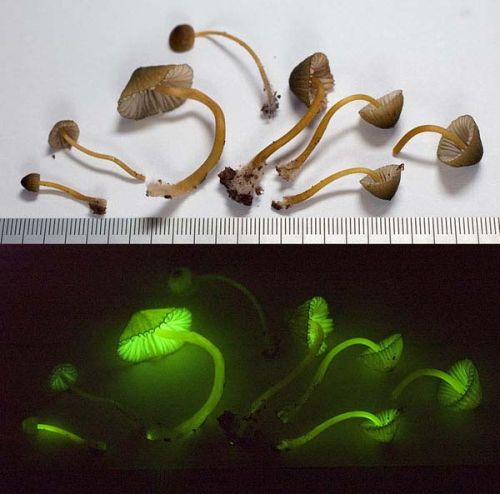 Bioluminescent Mushrooms â€“ Foxfire