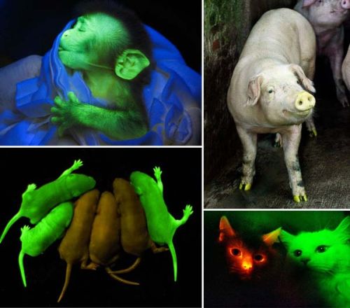 science bioluminiescent creatures