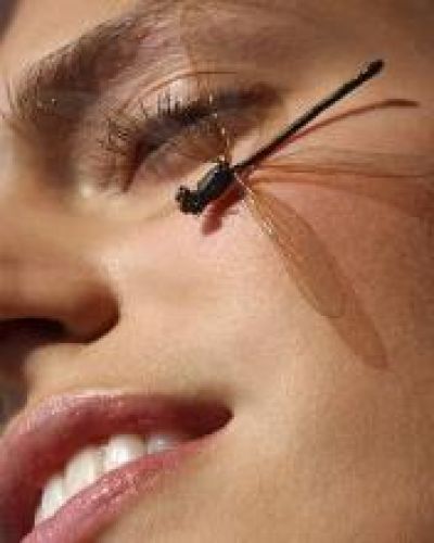 dragonfly